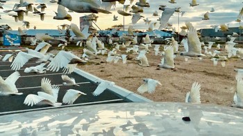 Juara kedua kategori animals diraih George Allen dari Australia. Menggunakan iPhone 12 Pro. Foto: iPhone Photography Awards