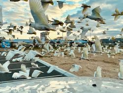 Karya Jawara Kontes Foto iPhone Bikin Terkesima