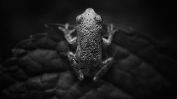 Juara ketiga kategori animals diraih Scott Galloway dari AS menggunakan iPhone 12 Pro Max. Foto: iPhone Photography Awards