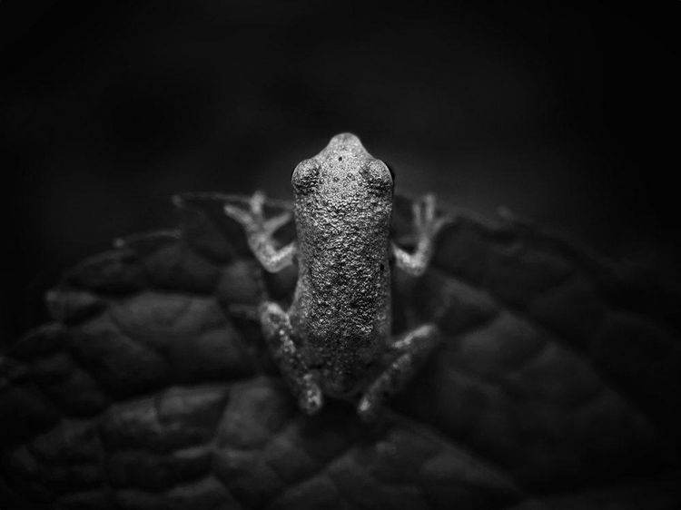 Karya Jawara Kontes Foto iPhone Bikin Terkesima