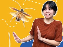 Kenapa Kecoak Suka Terbang ke Arah Kita?