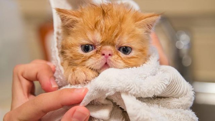 Cara memandikan kucing.