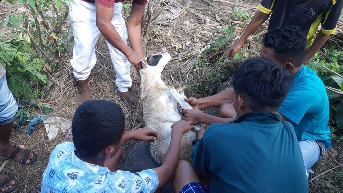 Donasi sahabat baik untuk kurban Idul Adha sampai ke 3 desa di Pulau Adonara, Flores Timur, NTT. Hal ini membawa kebahagiaan bagi para duafa di Pulau Adonara.