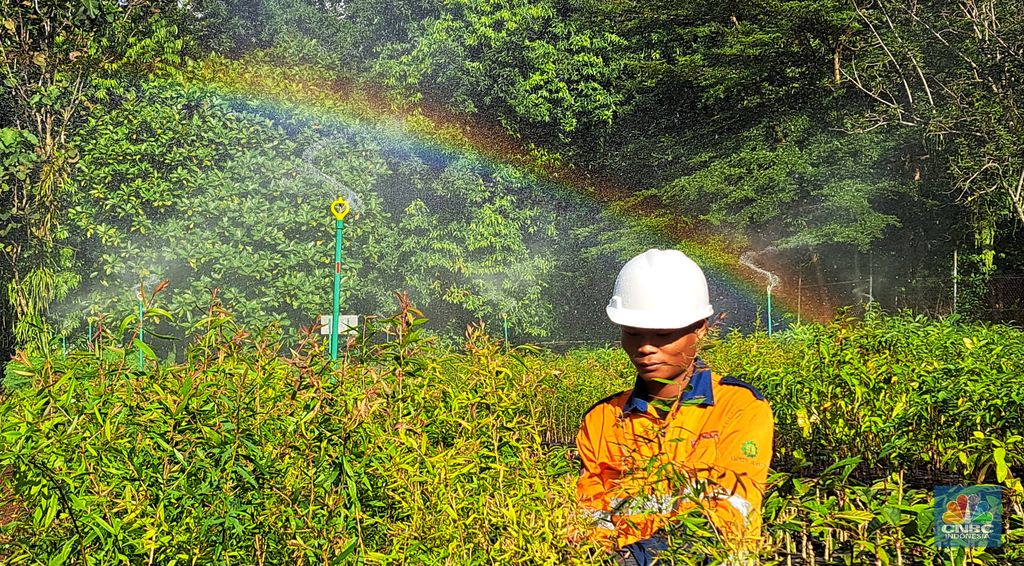 Kegiatan di fasilitas nursery PT Vale Indonesia Tbk. (INCO) di Sorowako, Luwu Timur, Sulawesi Selatan. (CNBC Indonesia/Lucky Leonard Leatemia)