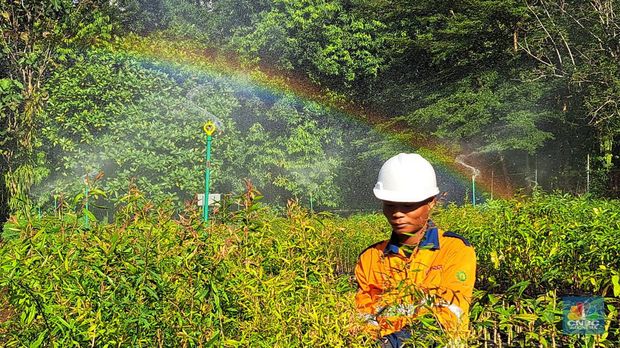 Memupuk Harapan demi Tambang Berkelanjutan Kegiatan di fasilitas nursery PT Vale Indonesia Tbk. (INCO) di Sorowako, Luwu Timur, Sulawesi Selatan. (²©²ÊÍøÕ¾/Lucky Leonard Leatemia)