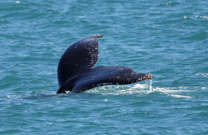 A humpback whale breaches off in the coast of Ilhabela, state of Sao Paulo, Brazil July 22, 2023. REUTERS/Leonardo Benassatto      TPX IMAGES OF THE DAY