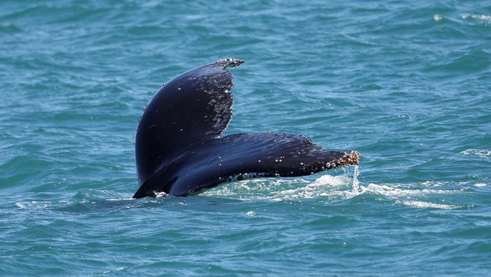 A humpback whale breaches off in the coast of Ilhabela, state of Sao Paulo, Brazil July 22, 2023. REUTERS/Leonardo Benassatto      TPX IMAGES OF THE DAY