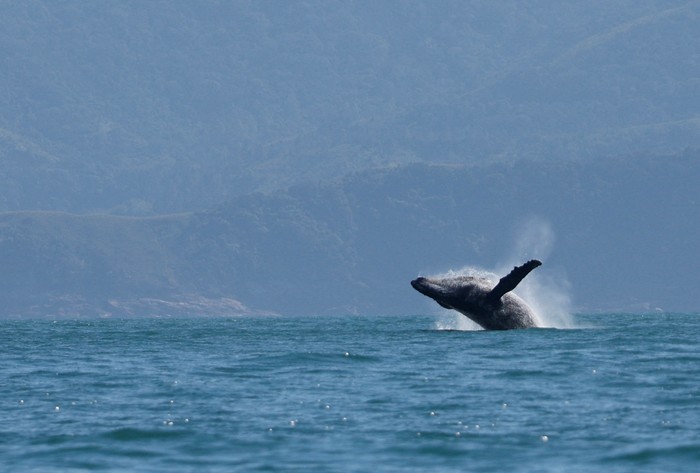A humpback whale breaches off in the coast of Ilhabela, state of Sao Paulo, Brazil July 22, 2023. REUTERS/Leonardo Benassatto      TPX IMAGES OF THE DAY