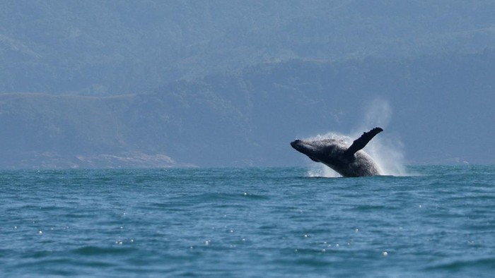 A humpback whale breaches off in the coast of Ilhabela, state of Sao Paulo, Brazil July 22, 2023. REUTERS/Leonardo Benassatto      TPX IMAGES OF THE DAY