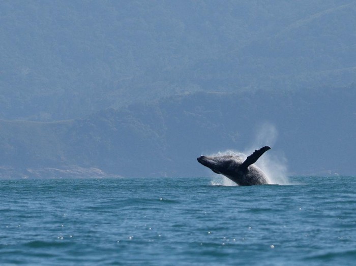 A humpback whale breaches off in the coast of Ilhabela, state of Sao Paulo, Brazil July 22, 2023. REUTERS/Leonardo Benassatto      TPX IMAGES OF THE DAY