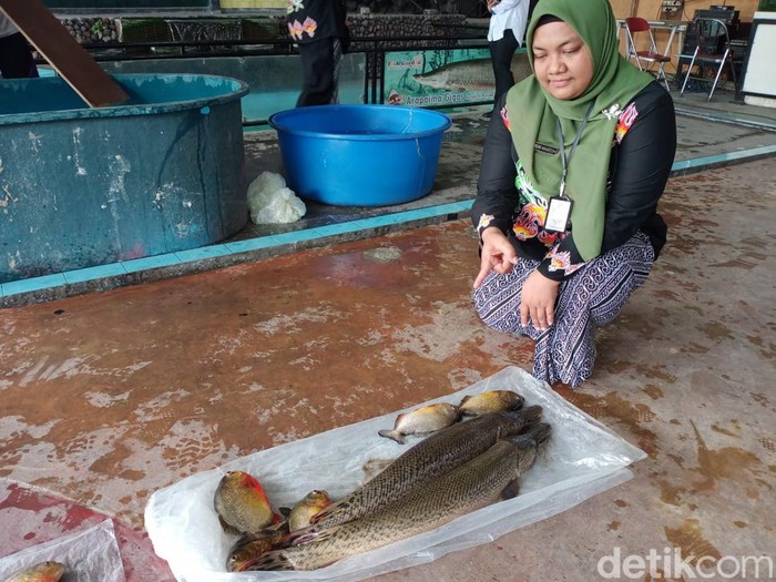 Pemusnahan ikan predator di Kota Blitar