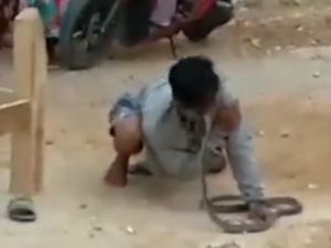 Momen Pengamen di Grobogan Tewas Dipatuk Ular Kobra saat Atraksi