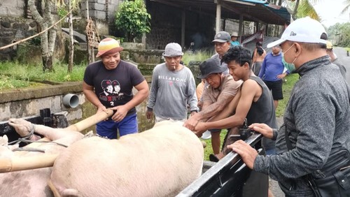 Petugas kesehatan hewan melakukan pemeriksaan babi yang hendak dipotong menjelang Galungan di wilayah Semarapura, Klungkung, Bali, Selasa (1/8/2023). (Foto: Putu Krista/detikBali)