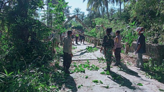 Polisi dan warga setempat saat mengevakuasi pohon beringin tumbang di Jalan HR Koroh Desa Tunfeu, Kecamatan Nekamese, Kabupaten Kupang, NTT, Selasa (1/8/2023).