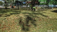 Sampah yang mengotori rumput taman juga dibersihkan.  