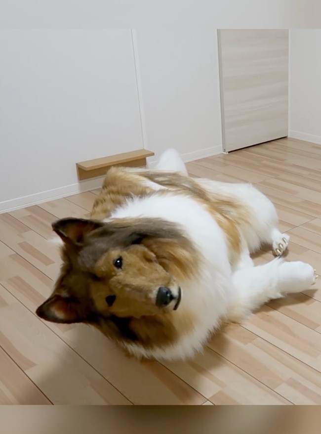 Penampilan Toco sebagai anjing viral karena begitu realistis. Netizen terkagum-kagum dengan kostum Toco yang bentuknya benar-benar mirip anjing sungguhan. Foto: Dok. YouTube @I_want_to_be_an_animal