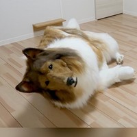 Penampilan Toco sebagai anjing viral karena begitu realistis. Netizen terkagum-kagum dengan kostum Toco yang bentuknya benar-benar mirip anjing sungguhan. Foto: Dok. YouTube @I_want_to_be_an_animal