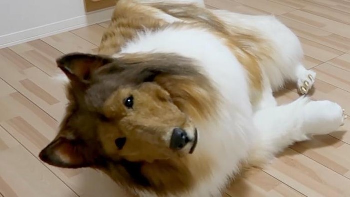 Pria Memakai Kostum Anjing
