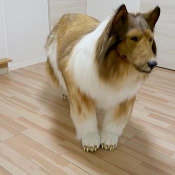 Pria Memakai Kostum Anjing Pria Memakai Kostum Anjing