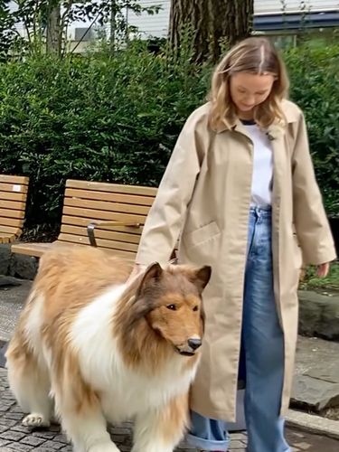 Pria Memakai Kostum Anjing Pria Memakai Kostum Anjing