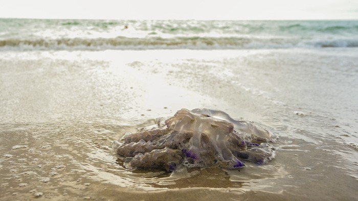 This photograph shows a deah Rhizostoma jellyfish washed up on the shore of Pinedo beach in Valencia, on July 30, 2023, as the Mediterranean Sea is reaching records temperatures. The Mediterranean Sea reached its highest temperature on record on July 25, Spanish researchers said -- amid an exceptional heat wave in Europe. The record of 28.71 degrees Celsius was announced by Spains Institute of Marine Sciences, which analyzed data from satellites used by the European Earth observation program Copernicus. The Mediterranean region, hit by record temperatures in July, has long been classified as a hotspot of climate change. (Photo by JOSE JORDAN / AFP)