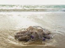 Ini Bukti Nyata Perubahan Iklim Disebabkan oleh Manusia, Suhu Laut Meningkat