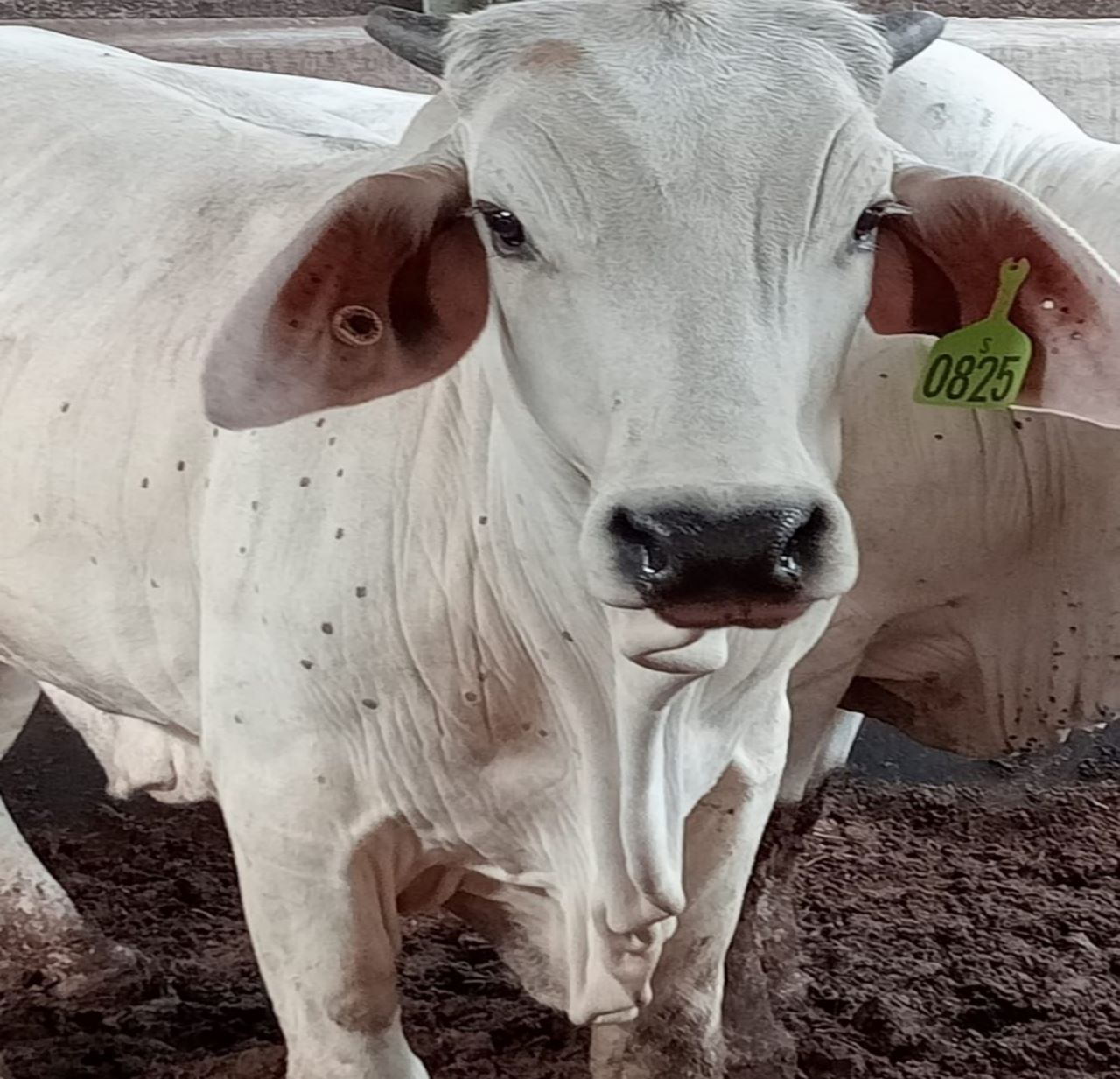Sapi terjangkit LSD. (Dok. Humas Badan Karantina Pertanian)