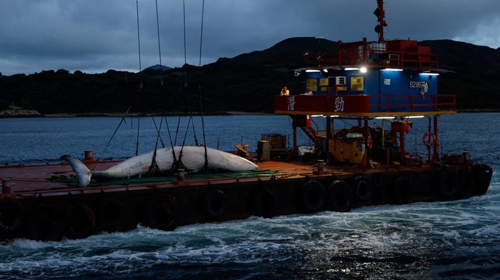 A vessel hoists the carcass of a Bryde's whale onto the ship, in Hong Kong, China, July 31, 2023. REUTERS/Tyrone Siu.     TPX IMAGES OF THE DAY