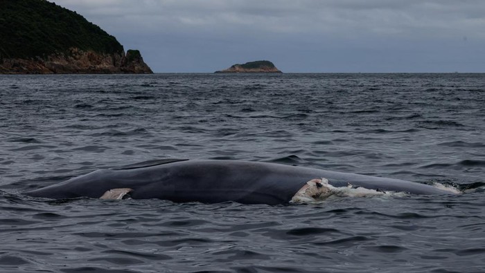 A vessel hoists the carcass of a Bryde's whale onto the ship, in Hong Kong, China, July 31, 2023. REUTERS/Tyrone Siu.     TPX IMAGES OF THE DAY