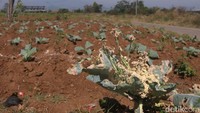Tanaman sayur yang ditanam warga tidak jauh dari aliran Sungai Cikeruh ikut mengering karena cuaca panas terjadi. (Foto: Wisma Putra/detikJabar).