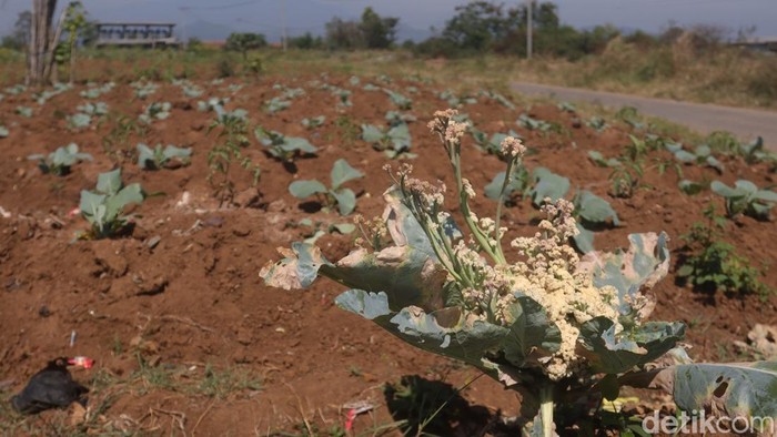 Sungai Cikerung mengering.