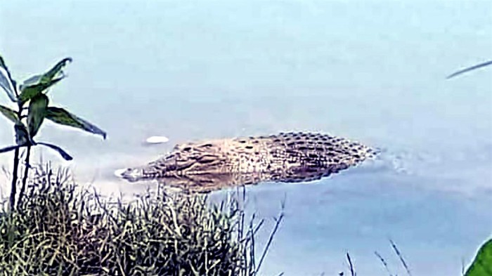 Tangkapan layar video viral penampakan buaya di Danau Habibie, Kabupaten Sukabumi.