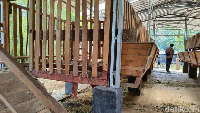 Tiga ekor kambing milik panti asuhan di Depok dicuri dan tersisa jeroan saja