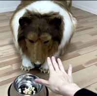 Dalam wawancara dengan New York Post, Toco mengatakan dia awalnya grogi dan takut muncul di publik memakai kostum anjing buatannya. Namun ternyata dia disambut dengan baik oleh orang-orang yang melihatnya. Foto: Dok. YouTube @I_want_to_be_an_animal