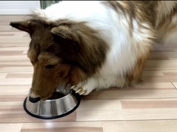 Manusia yang Hidup Menjadi Anjing Mau Bikin Kebun Binatang