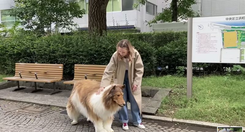 Toco, Manusia Pakai Kostum Anjing Toco, Manusia Pakai Kostum Anjing