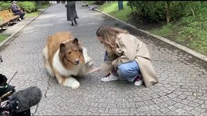 7 Potret Manusia Berkostum Anjing Rp 211 Juta, Bikin Anjing Beneran Kaget