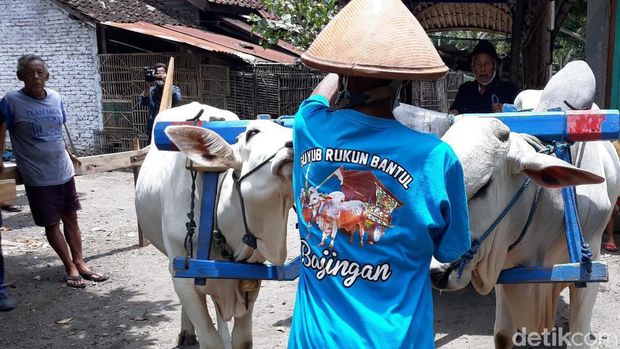 Bajingan atau sopir gerobak sapi di Bantul, Jogja. Foto diunggah pada Rabu (2/8/2023).