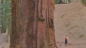 Ukuran pohon Redwood Pesisir Foto: Boredpanda