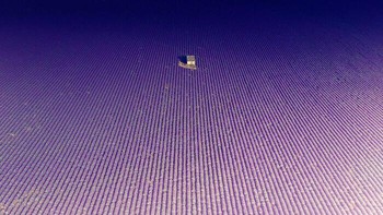 Ladang Lavender Tak Terbatas Di Valensole, Prancis Selatan Foto: Boredpanda