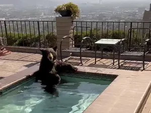 Beruang Kepanasan, Numpang Ngadem deh di Kolam Warga
