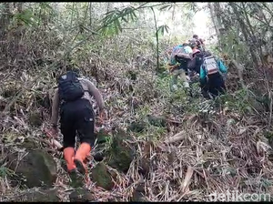 Momen Evakuasi Pendaki Hipotermia di Gunung Lemongan, Lumajang