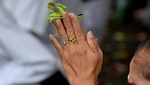 Melihat Tradisi Hari Raya Galungan di Bali