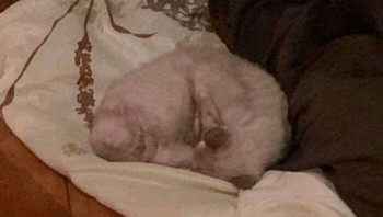 Kucing tidur meringkuk membentuk wajah. Foto: Boredpanda