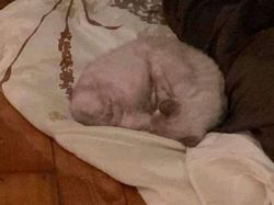 Deretan Foto Hewan Peliharaan Jadi Monster Menakutkan