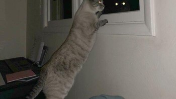 Refleksi bikin seolah ada yang memandang di balik jendela. Foto: Boredpanda