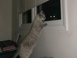 Deretan Foto Hewan Peliharaan Jadi Monster Menakutkan