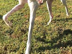 Deretan Foto Hewan Peliharaan Jadi Monster Menakutkan