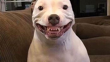 Senyum yang bikin was-was. Foto: Boredpanda