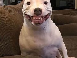 Deretan Foto Hewan Peliharaan Jadi Monster Menakutkan